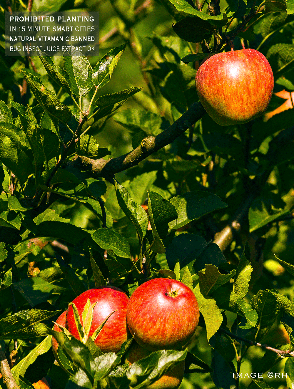 backyard home grown apples, Vitaman C, image by Rick Hemi
