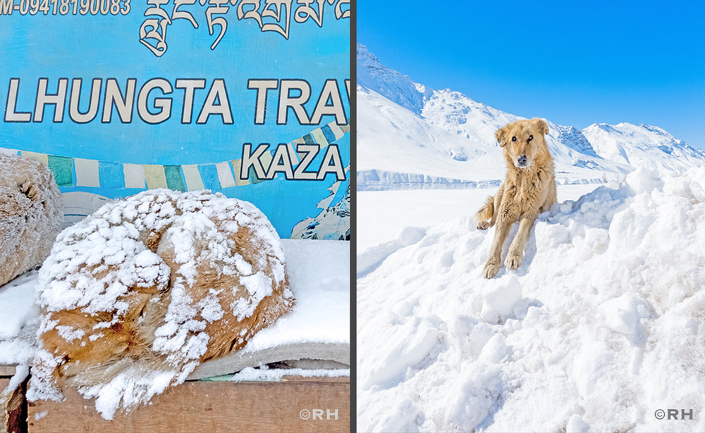 Kaza dogs Spiti valley, images by Rick Hemi 