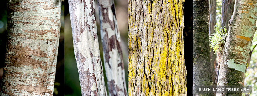 overland Kiwi road trip, native bushland tree bark, images by Rick Hemi