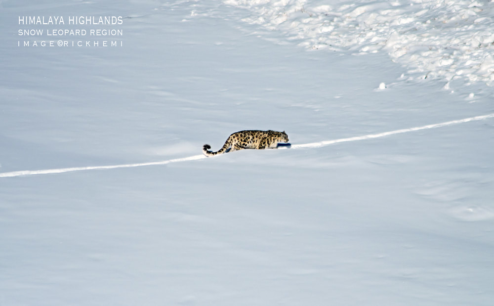 overland travel Indian wilderness, snow leopard territory, midwinter subzero minus -16C, image by Rick Hemi
