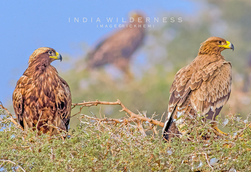 overland travel India, wilderness wildlife photography India, image by Rick Hemi 