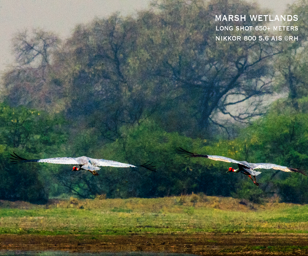 marsh wetlands Asia, sarus cranes DSLR long shot image by Rick Hemi
