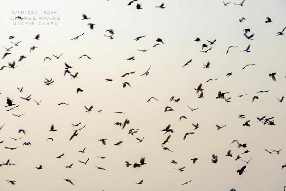 solo overland travel offshore, crows and ravens late afternoon, image by Rick Hemi