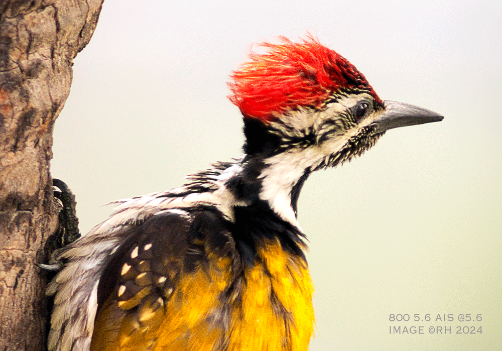 overland travel, Asian woodpecker, DSLR image by Rick Hemi