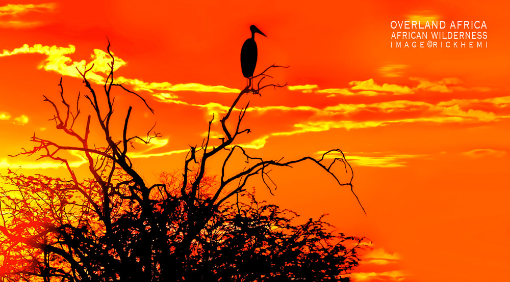 solo overland travel Africa, marabou silhouette image by Rick Hemi