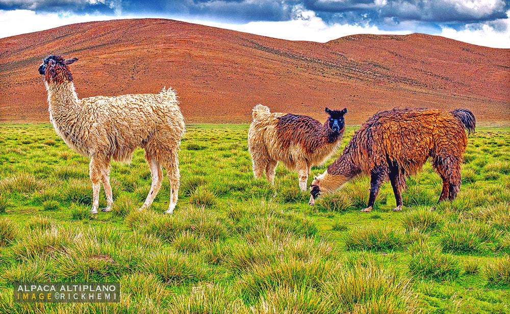 alpaca image bolivian altiplano by rick hemi