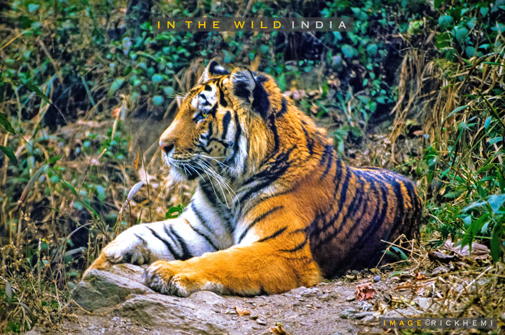 overland travel India, wildlife bengal tiger, image by Rick Hemi