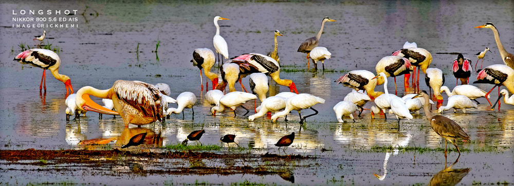 solo overland travel offshore, wetlands bird wildlife, Nikkor 800 5.6 AIS manual focus lens, DSLR image by Rick Hemi