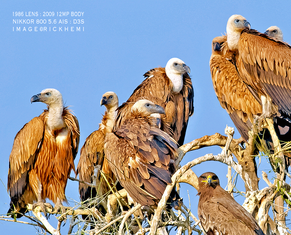 solo overland travel offshore, bird and wildlife, vultures and eagles, 800 5.6 ED AIS, 12MP D3S DSLR, 65% cropped image by Rick Hemi