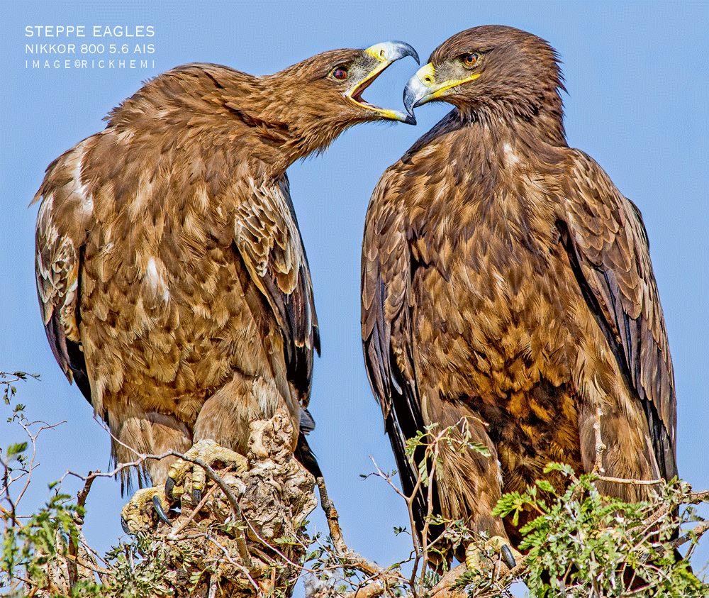 overland travel photography, in the wild, photo gear and camera stuff, eagles image by Rick Hemi