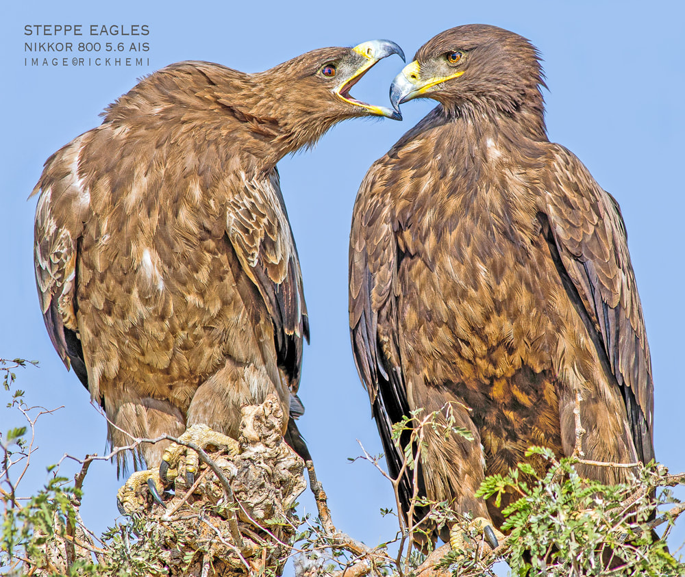 solo overland travel offshore, wilderness photography, steppe eagles, DSLR image by Rick Hemi