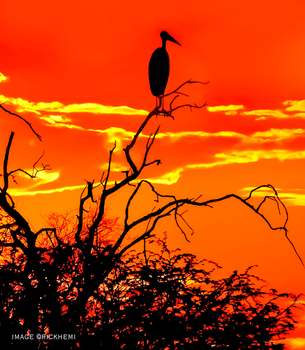 solo overland travel, savannah silhouette, image by Rick Hemi 
