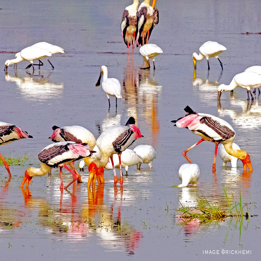 migratory birds wildlife photography image by rick hemi