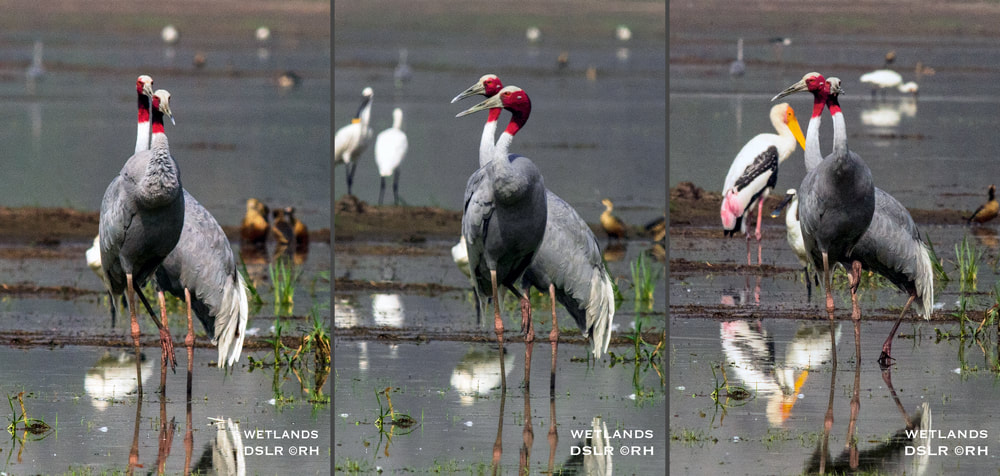 solo overland travel, swamp, marsh wetlands, sarus cranes Asia, DSLR images by Rick Hemi