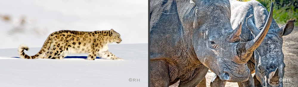 solo overland travel, wilderness wildlife images by Rick Hemi
