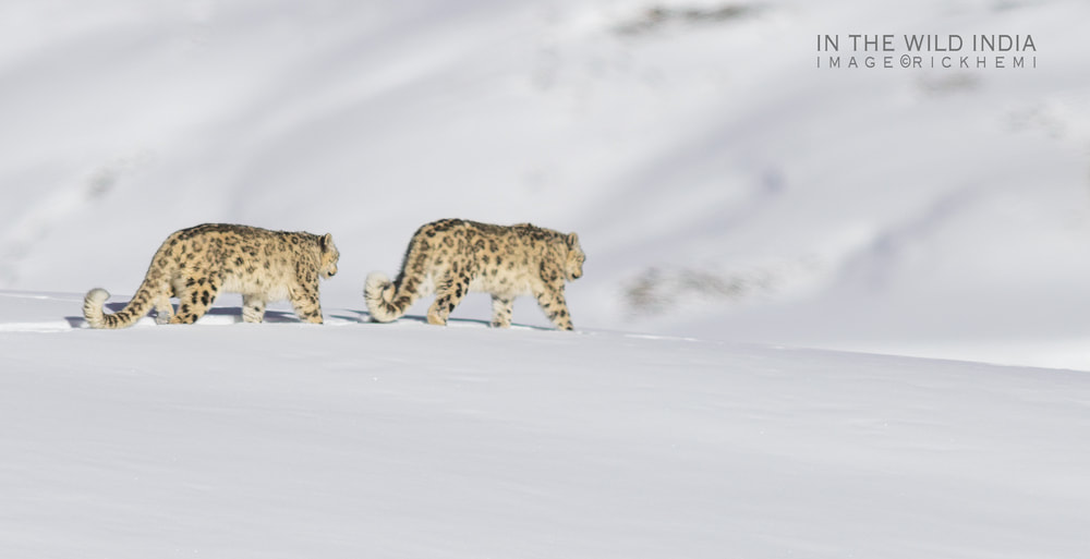 about page Rick Hemi, winter extreme wilderness, snow leopards, image by Rick Hemi