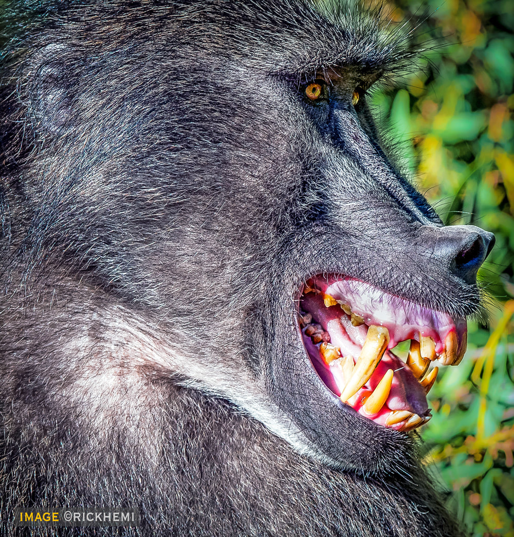 In-the-wild-alpha-male-baboon-image-by-Rick-Hemi