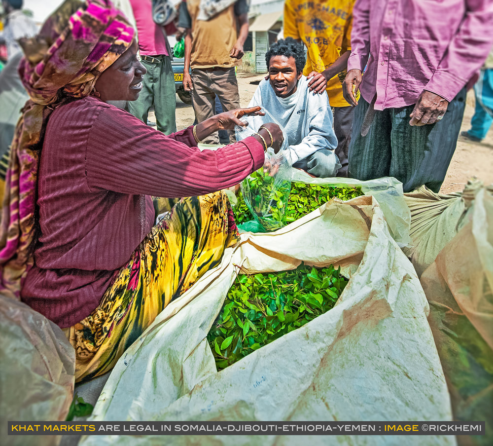 Khat leaf (katha edulis) market north east Africa, image by Rick Hemi 