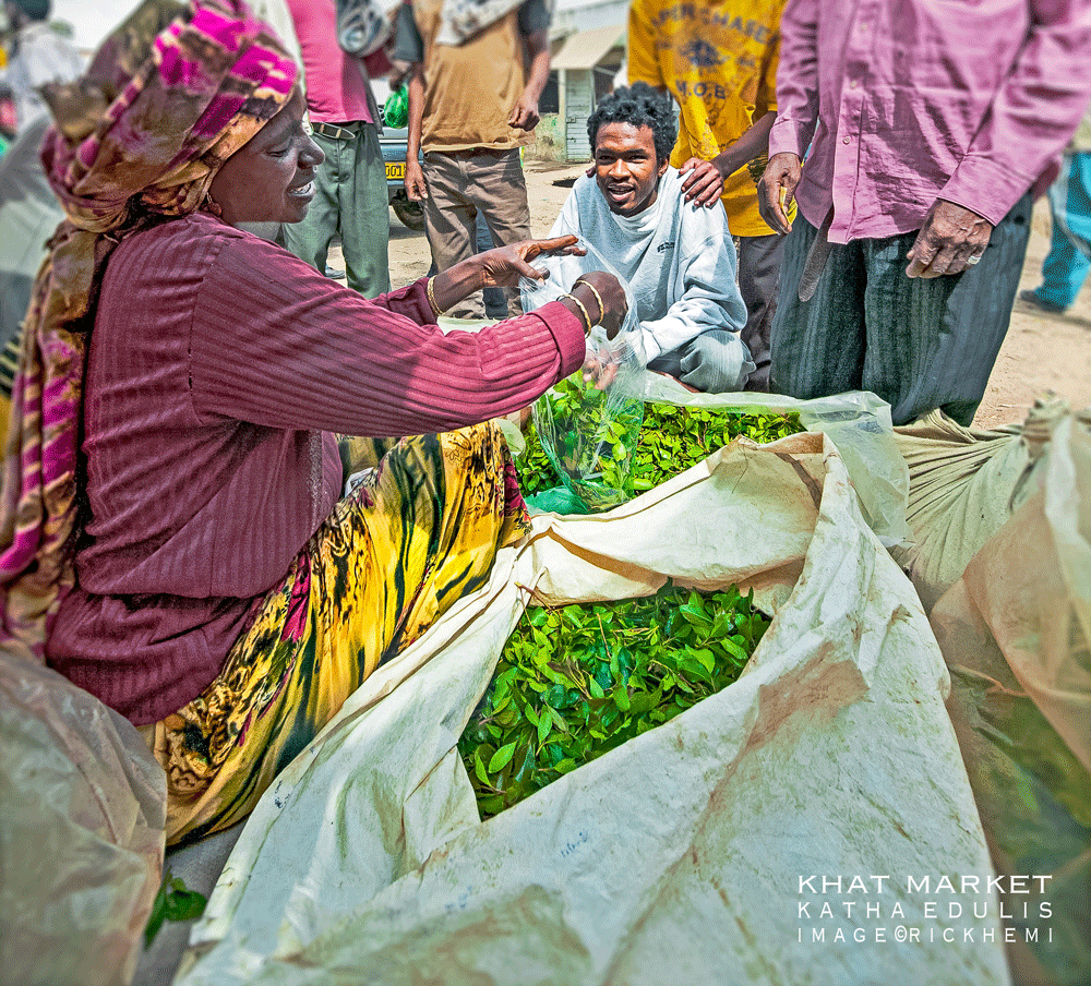 Khat leaf (katha edulis) market north east Africa, image by Rick Hemi 