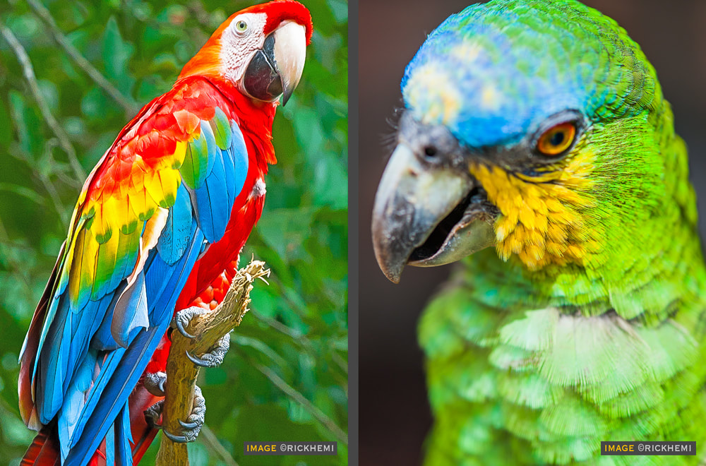 Amazon jungle wildlife Macaw South-America, image by Rick Hemi