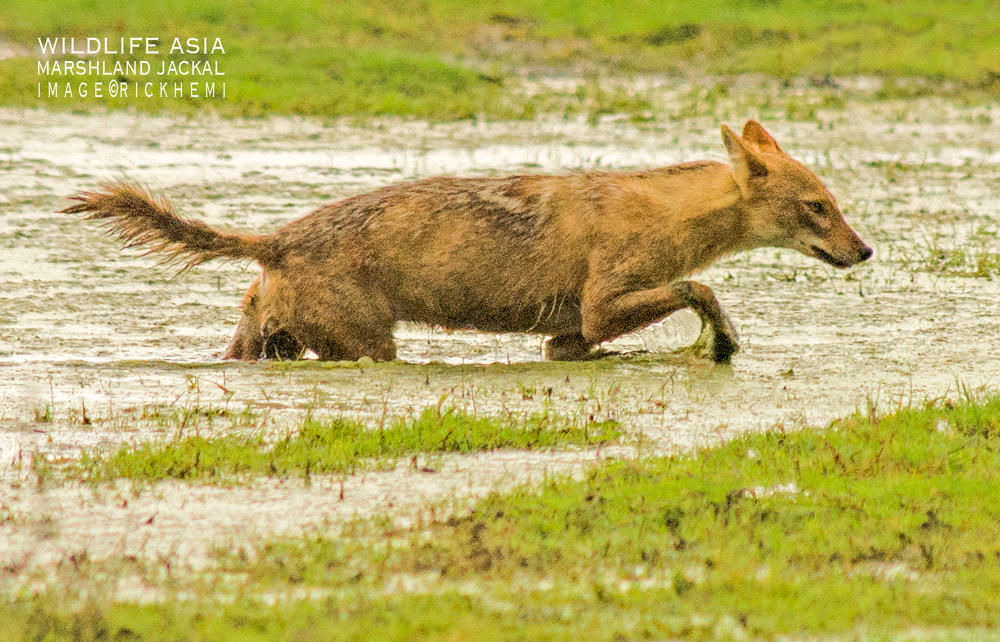 overland travel south to central Asia, golden Jackal image by Rick Hemi
