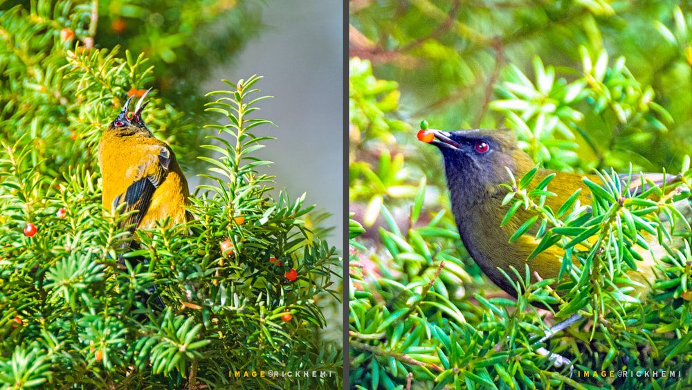 Bell birds eating Totara berries, DSLR long shot images by Rick Hemi
