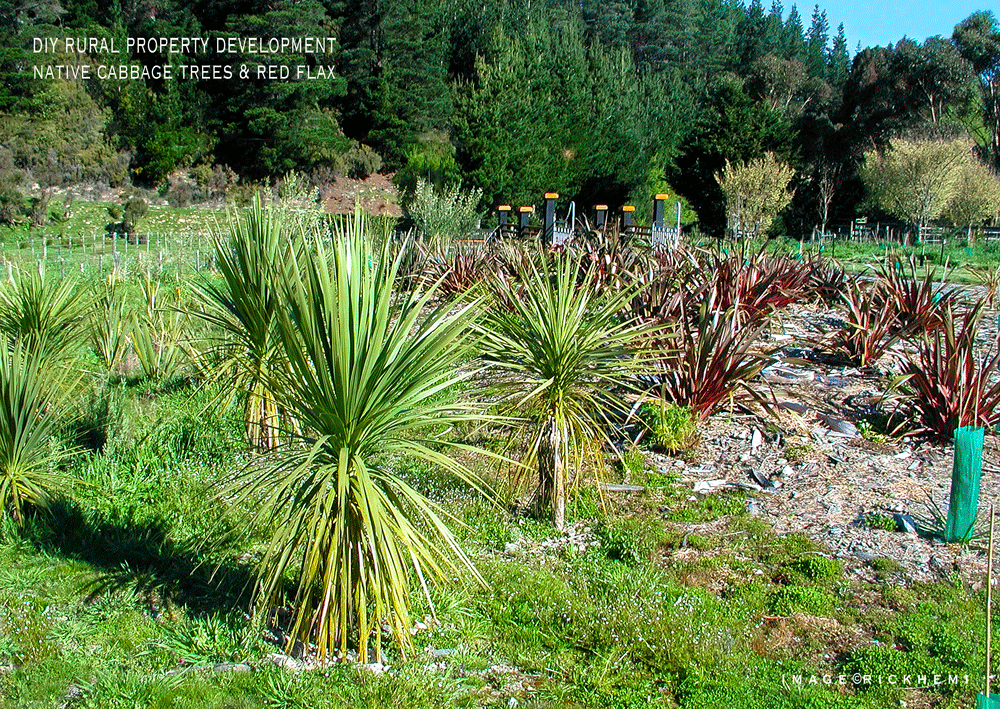 DIY property development, planting native cabbage trees and red flax, image by Rick Hemi, about page Rick Hemi