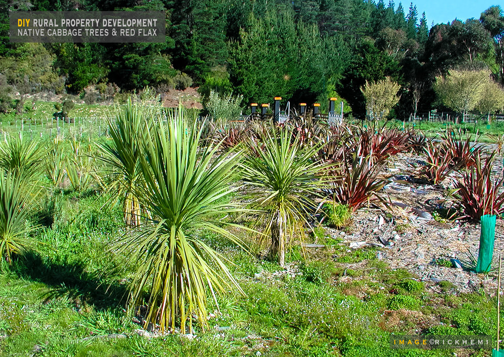 DIY property development, planting native cabbage trees and red flax, image by Rick Hemi, about page Rick Hemi