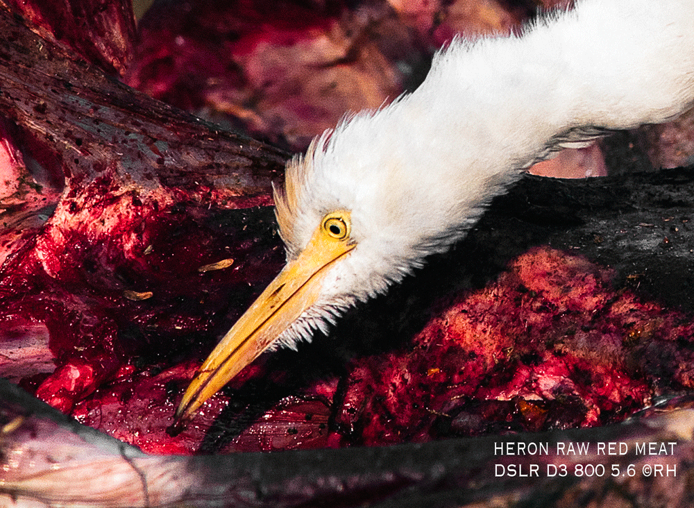 heron eating raw red meat, DSLR image by Rick Hemi