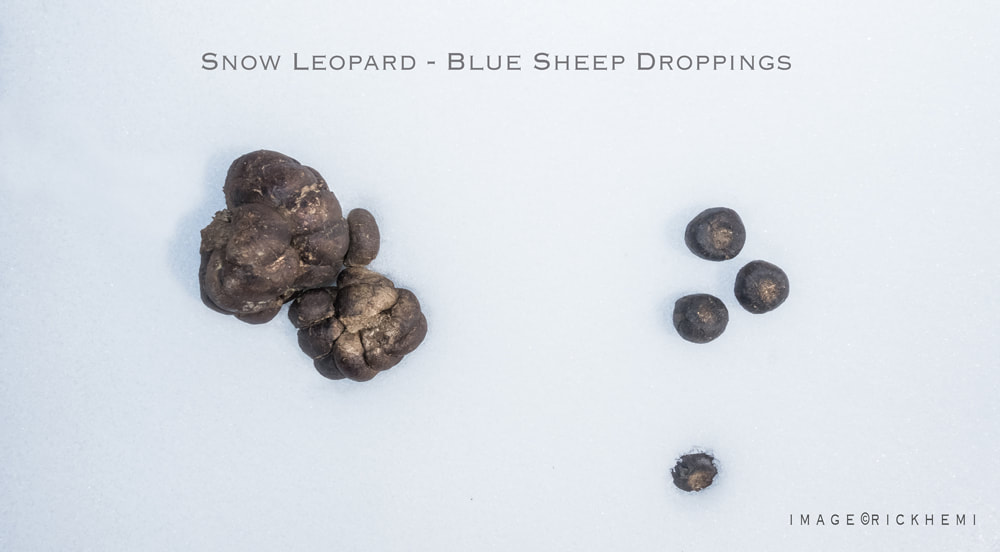 Himalayan highlands in the wild, snow leopard droppings, image by Rick Hemi
