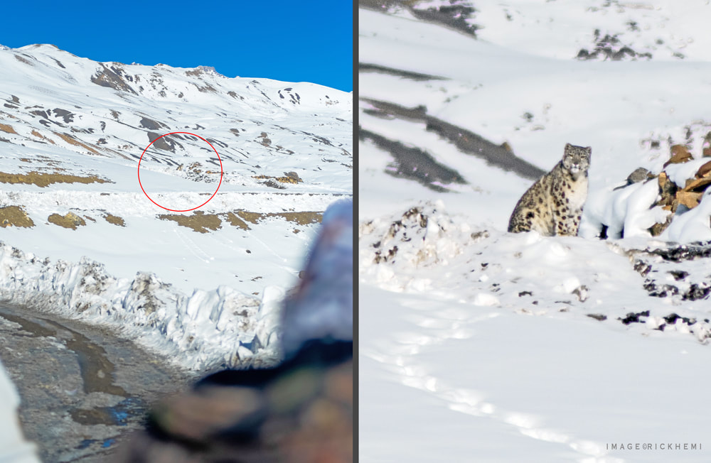 self-scouting self-tracking snow leopards in midwinter, images by Rick Hemi