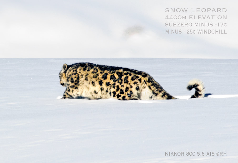 solo overland travel. Himalayan snow leopard midwinter @4400 meters, long shot image by Rick Hemi