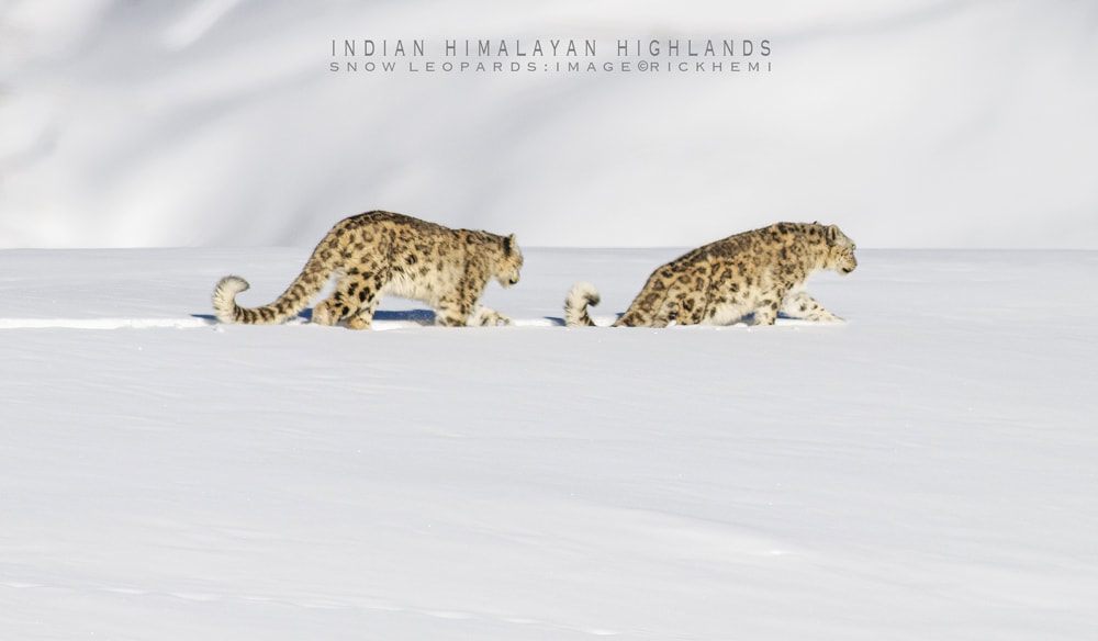 overland travel India, Indian Himalaya,  highland wilderness India, snow leopards in the wild, image by Rick Hemi