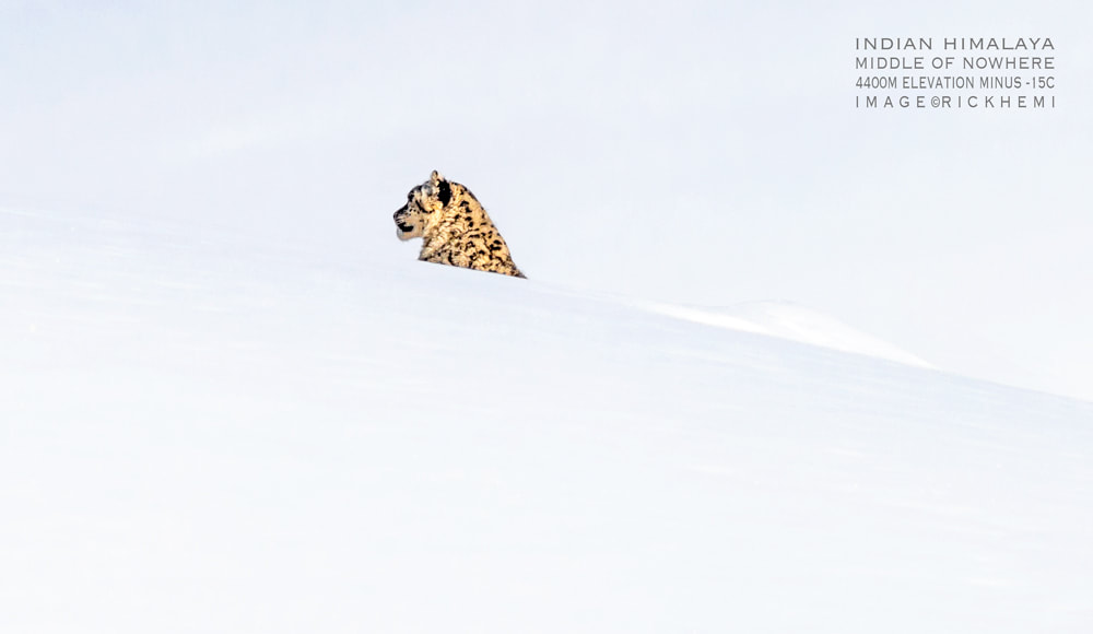 Indian Himalaya, middle of nowhere, snow leopard, image by Rick Hemi