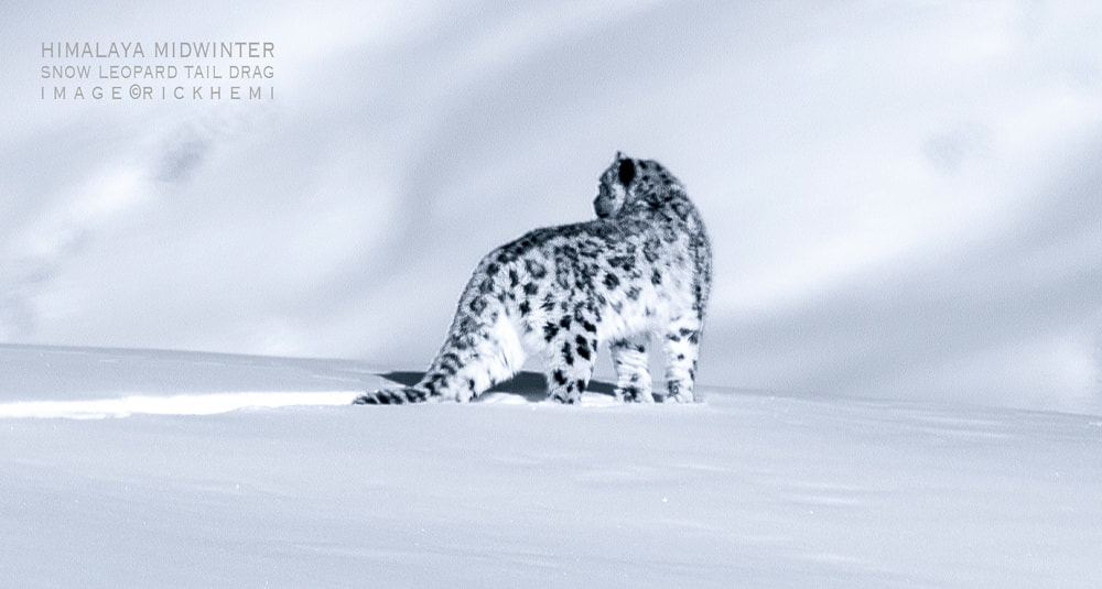 Indian Himalaya highlands 2020s, subzero midwinter Himalaya 2020s, snow leopard tail drag, image by Rick Hemi