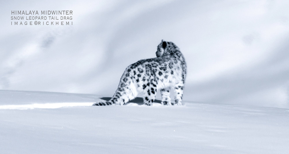 Indian Himalaya highlands subzero midwinter, snow leopard tail drag, image by Rick Hemi