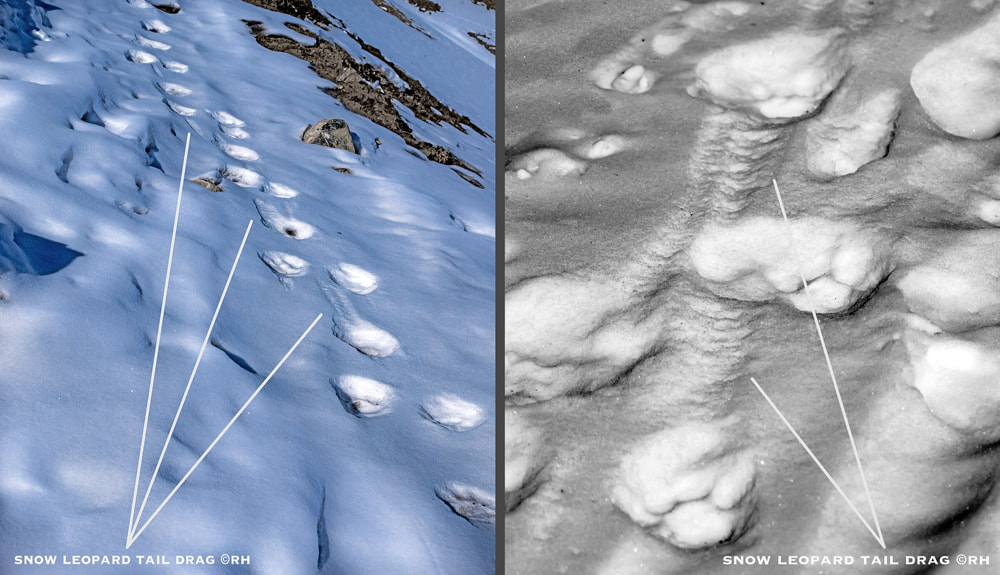 Himalayan highland snow leopard tracks, fresh paw and tail drag in snow, images by Rick Hemi 