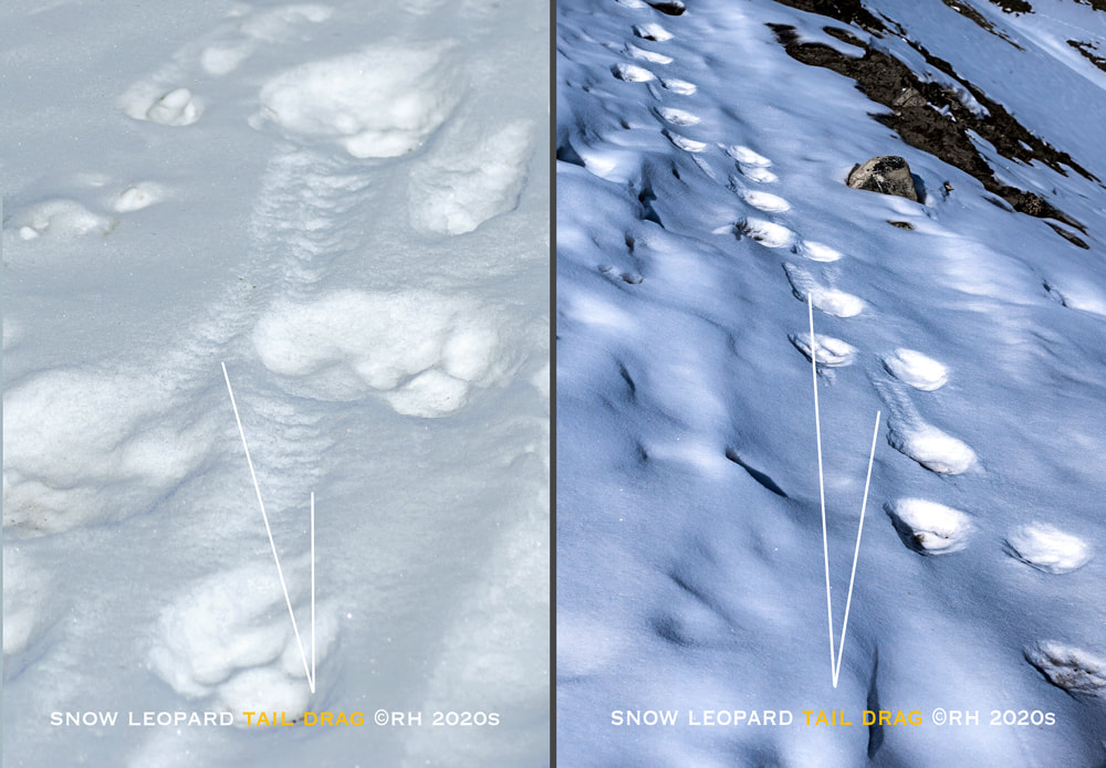 Himalayan highlands midwinter 2020s, snow leopard tracks ID, snow leopard fresh paw and tail drag in snow ID, images by Rick Hemi 