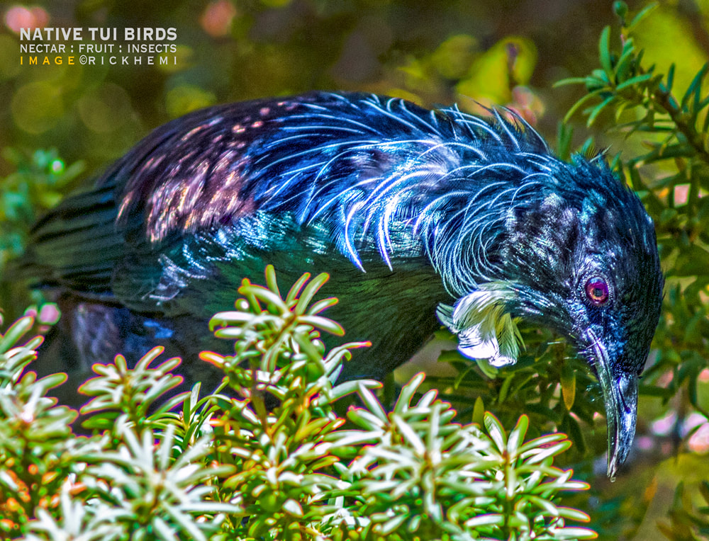 tui NZ native bird, image by Rick Hemi