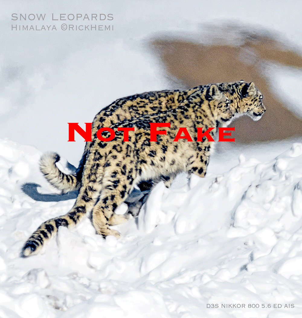 not fake himalaya snow leopards DSLR D3s Nikkor 800 5.6 ED AIS image by Rick Hemi