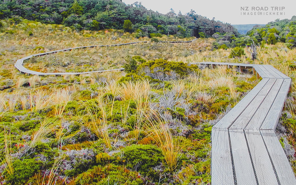 solo road trip through NZ, nature walkway, image by Rick Hemi