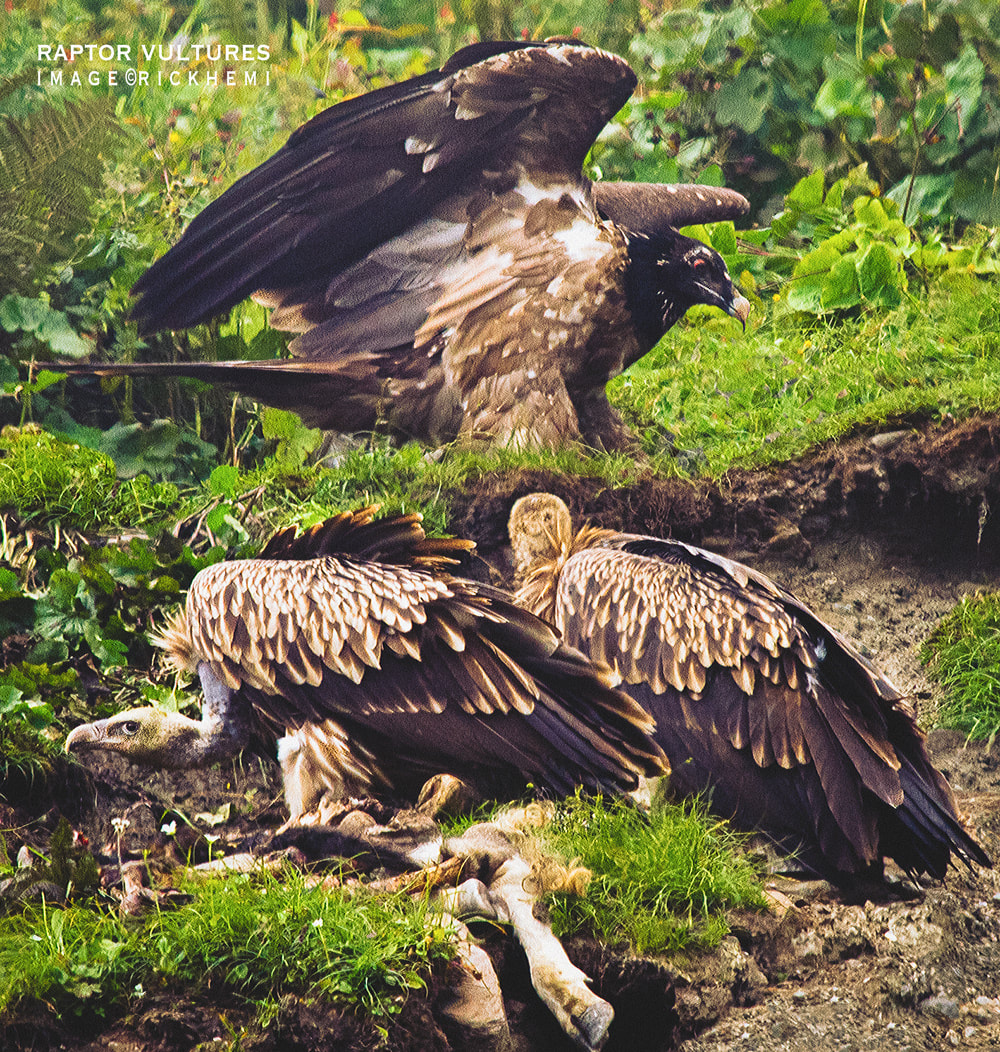 offshore solo overland travel, wilderness photography, raptor and vultures, DSLR image by Rick Hemi