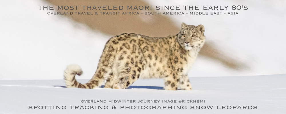 Rick Hemi, the most traveled New Zealander since the early 1980s, photographing snow leopards in the wild, DSLR image by Rick Hemi