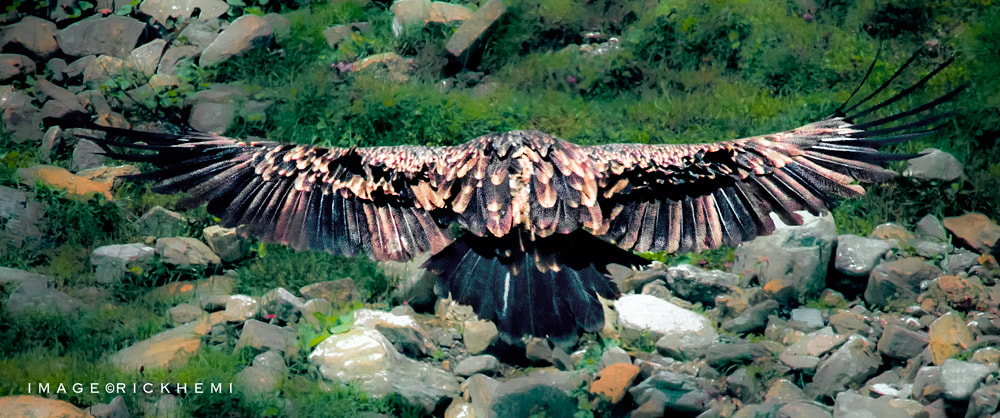 offshore solo overland travel, wilderness wildlife, vulture wingspan, image by Rick Hemi