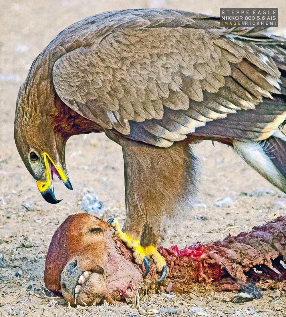 offshore overland travel, wildlife photography steppe eagle close-up, DSLR image by Rick Hemi