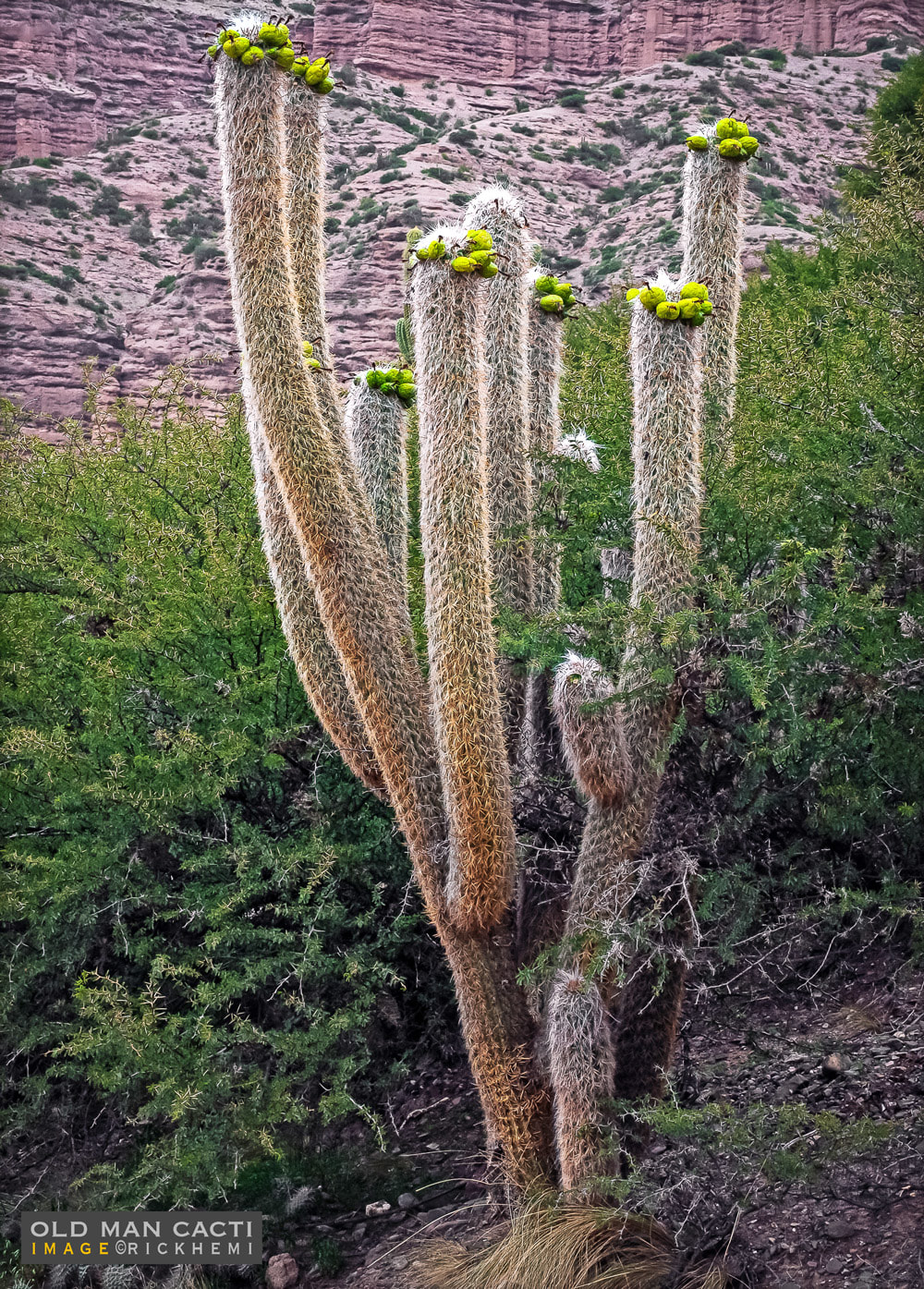 overland travel South America, old man cacti Andean region, image by Rick Hemi