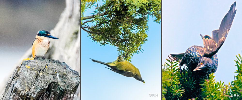 solo road journey throughout New Zealand, Tui and bellbird native birds eating Totara berries, images by Rick Hemi