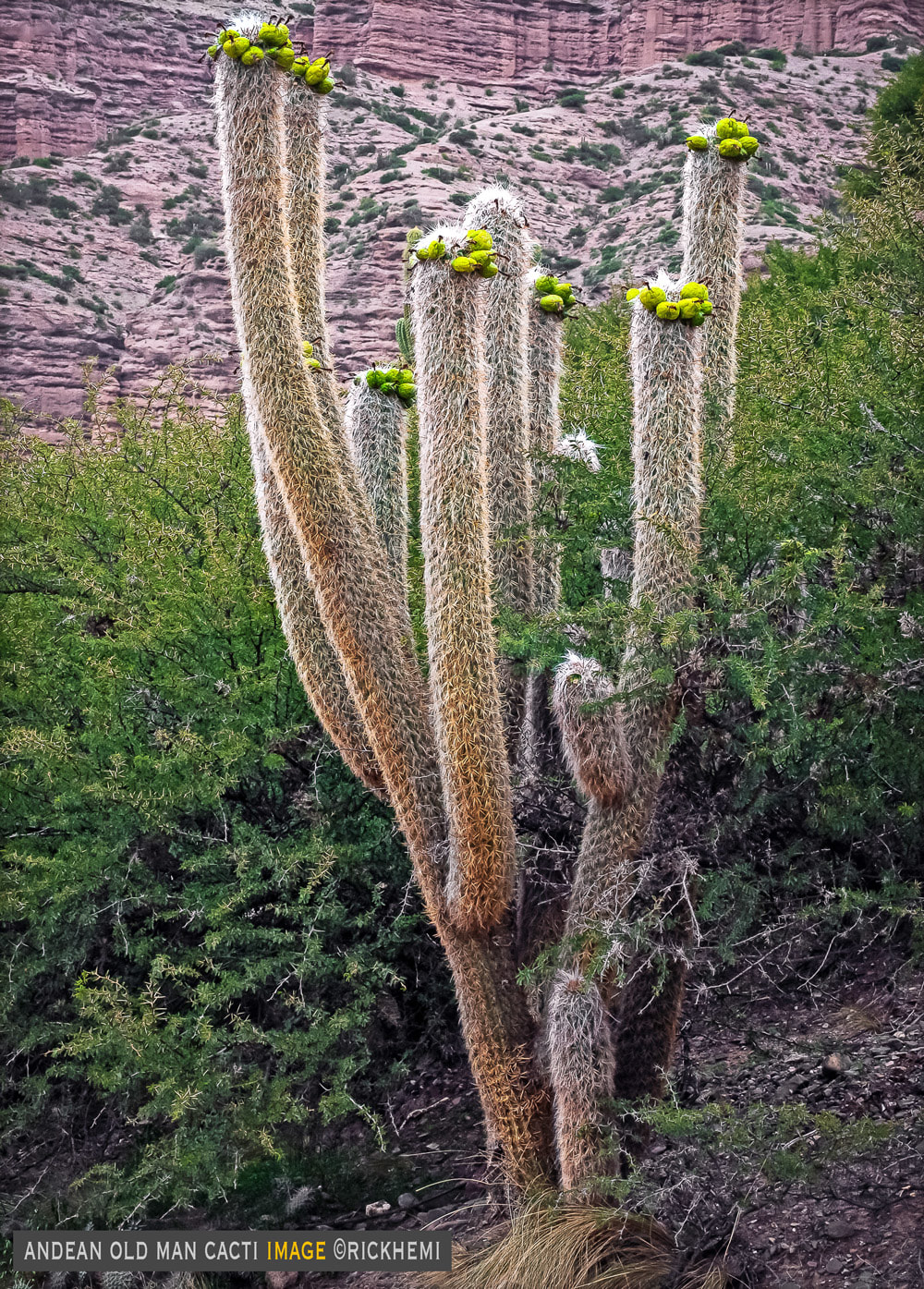 overland travel South America, old man cacti Andean region, image by Rick Hemi