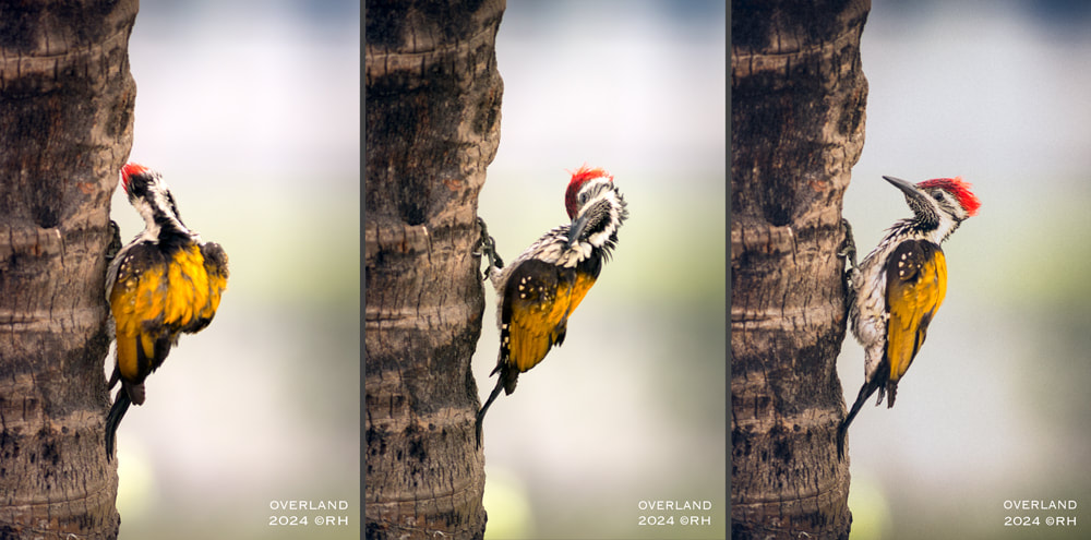 overland travel, birdlife snaps Asia, DSLR images by Rick Hemi