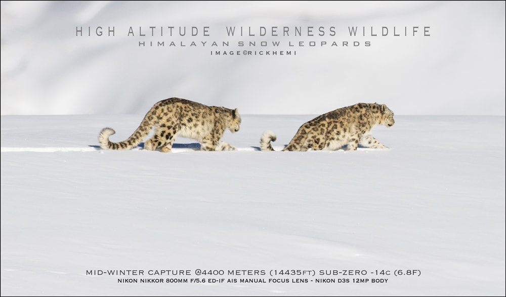 Asia overland travel, high altitude wildlife photography, snow leopard image by Rick Hemi